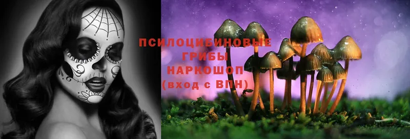 Псилоцибиновые грибы Cubensis  Анива 